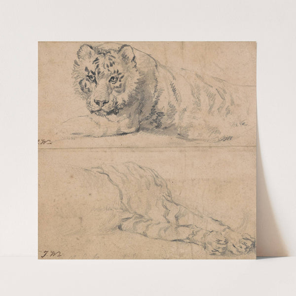 Two Studies of a Tiger; above; Head and Shoulders; below; Hindquarters by James Ward