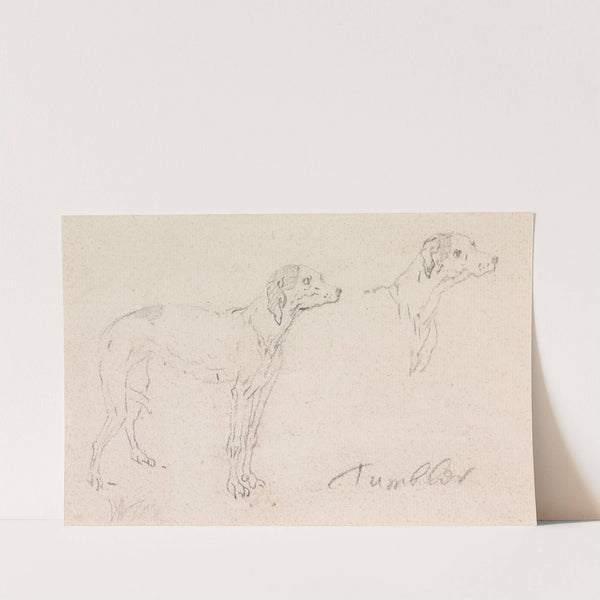 Two Studies of Tumbler, a Dog by James Seymour