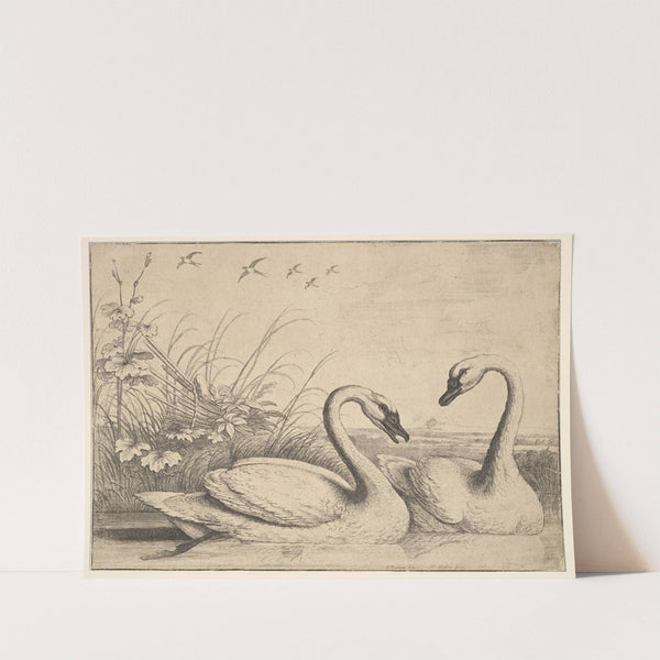 Two Swans (1654–58) by Wenceslaus Hollar