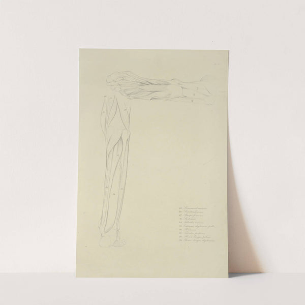 Two views of musculature of lower leg by M.A. Nattali