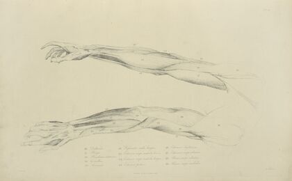 Two views of musculature of the arm.