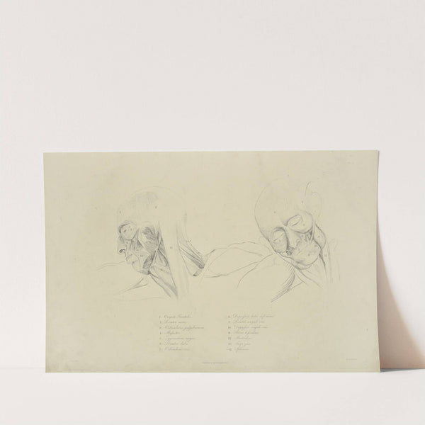 Two views of musculature of the face by M.A. Nattali