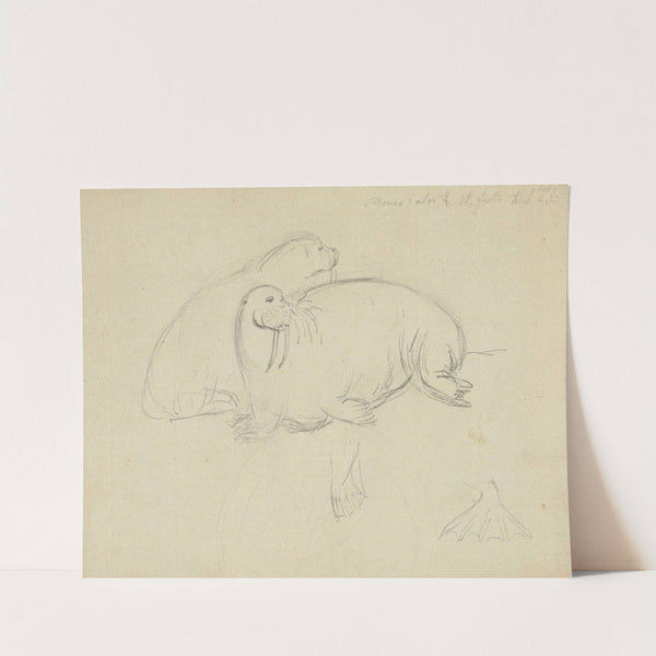 Two Walruses with Detail of Flippers by James Sowerby