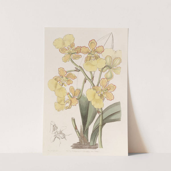 Two-warted Oncidium by Sydenham Edwards