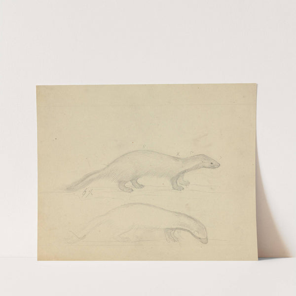 Two Weasels by James Sowerby