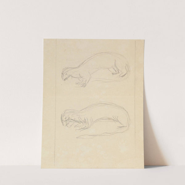 Two Weasels. by James Sowerby