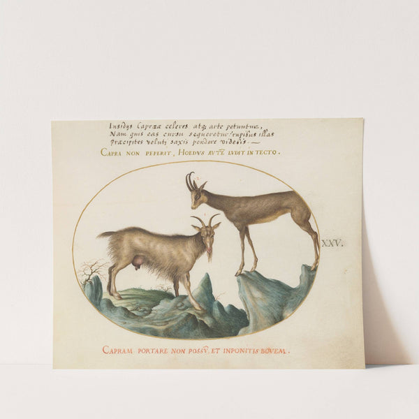 Two Wild Goats (1575-1590) by Joris Hoefnagel