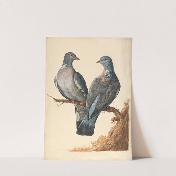 Two Wood Pigeons (1736) by Charles Collins