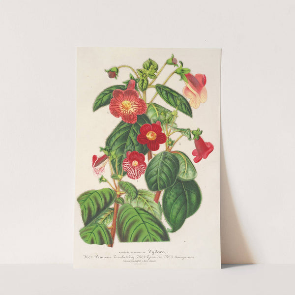 Tydaea by Charles Antoine Lemaire