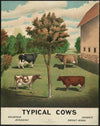 Typical cows (1904)