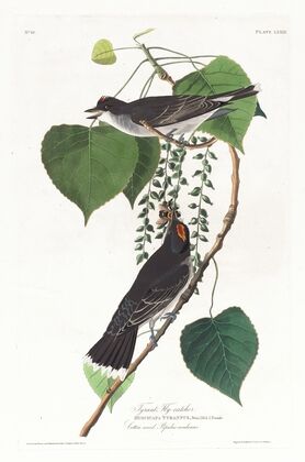 Tyrant fly-catcher