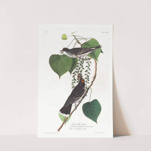 Tyrant fly-catcher (1827–1838) by John James Audubon