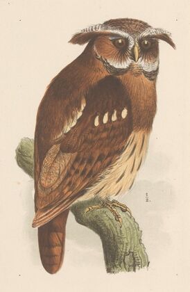 Uil op een tak (bubo lettii)