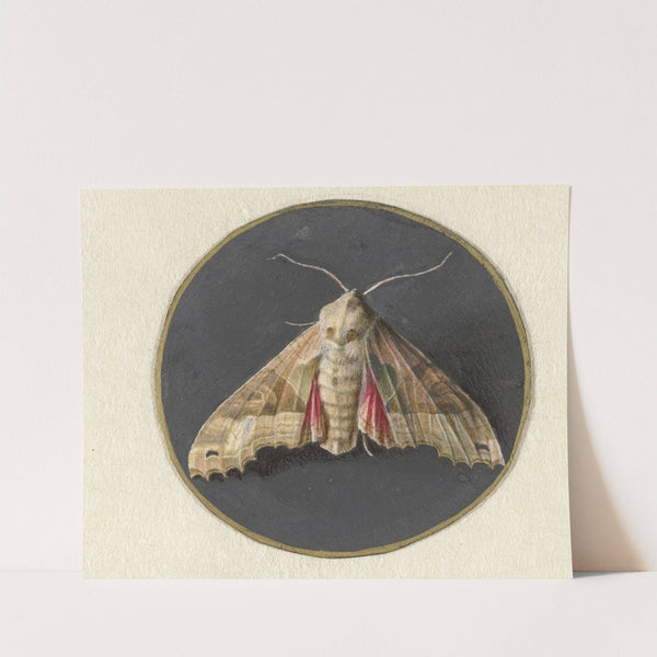 Uiltje of nachtvlinder by Jan Augustin van der Goes