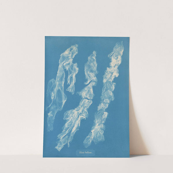 Ulva bullosa by Anna Atkins
