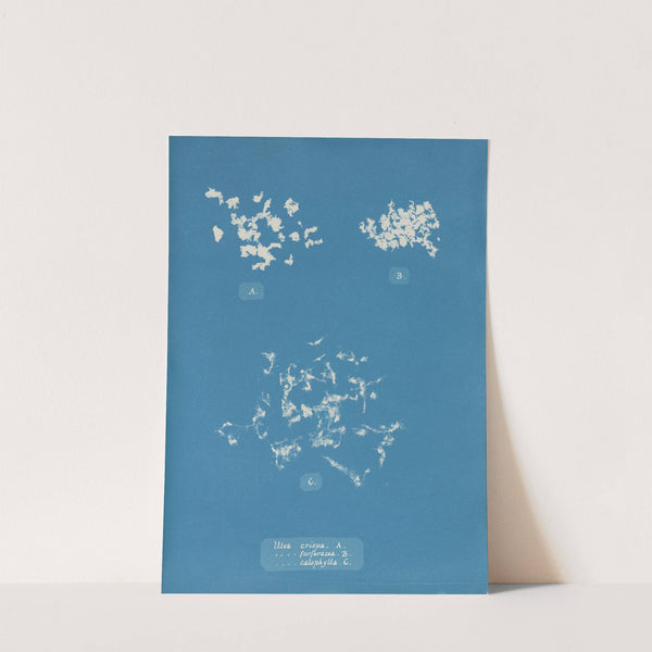 Ulva crispa, A. by Anna Atkins