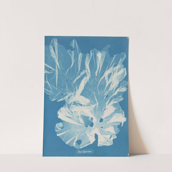 Ulva latissima by Anna Atkins