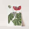 Umbel-flowered mallow by Sydenham Edwards