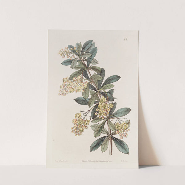 Umbellate Berberry by Sydenham Edwards
