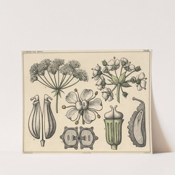 Umbels (1879) by Niels Skovgaard