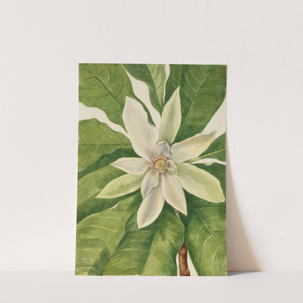 Umbrella Tree (Magnolia tripetala) (1932) by Mary Vaux Walcott