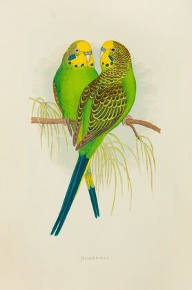 Undulated Grass Parrakeet, or Budgerigar (1884-1887) — size preview