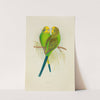 Undulated Grass Parrakeet, or Budgerigar (1884-1887) by Alexander Francis Lydon