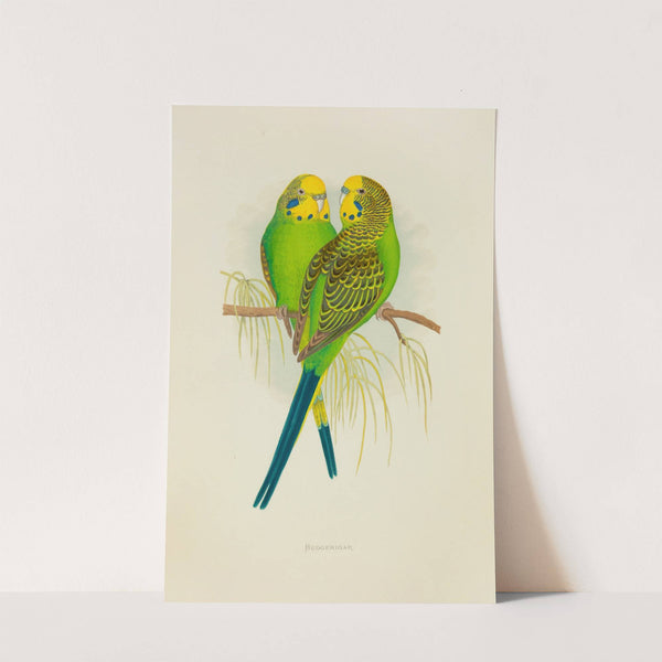 Undulated Grass Parrakeet, or Budgerigar (1884-1887) by Alexander Francis Lydon