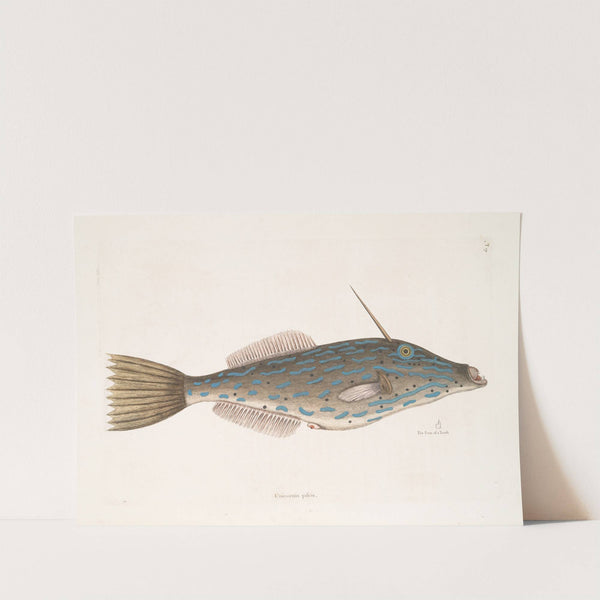 Unicornis piscis, The Bahama Unicorn-Fish; The form of a Tooth. (1754) by Mark Catesby