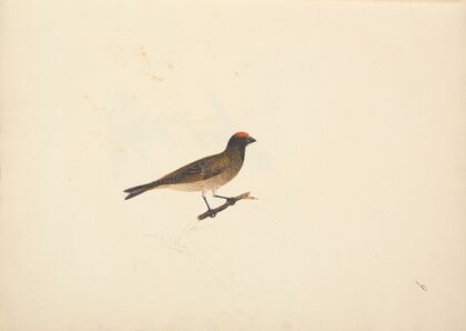 Unidentified Bird