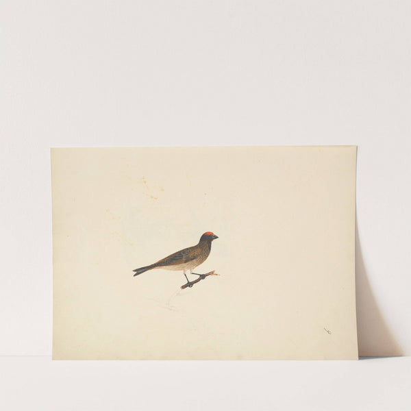 Unidentified Bird by Luigi Balugani