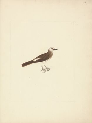 Unidentified Bird