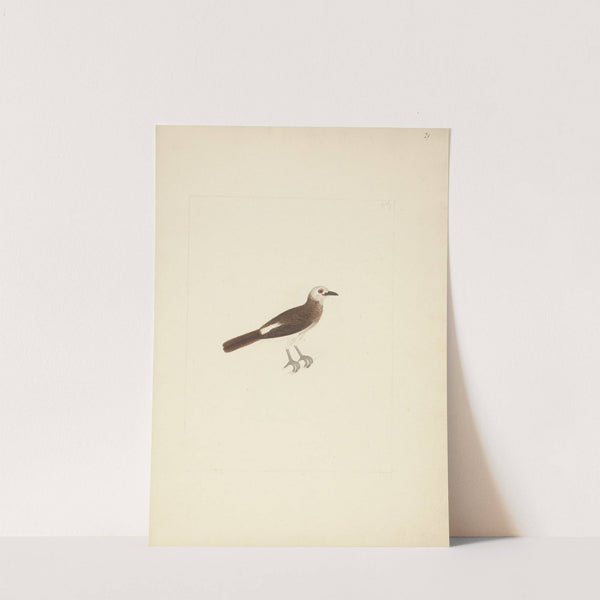 Unidentified Bird by Luigi Balugani