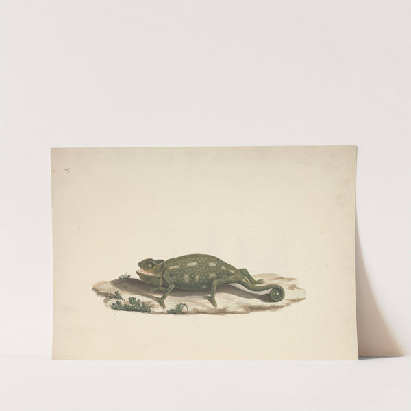 Unidentified Chameleon by Luigi Balugani