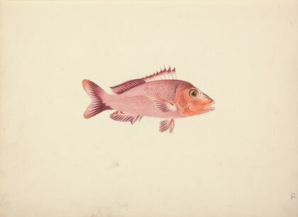 Unidentified Fish