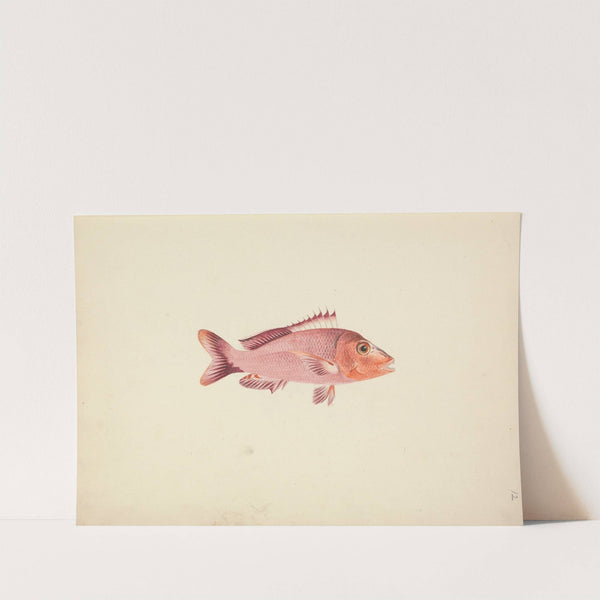 Unidentified Fish by Luigi Balugani