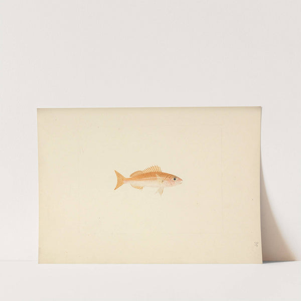 Unidentified Fish by Luigi Balugani