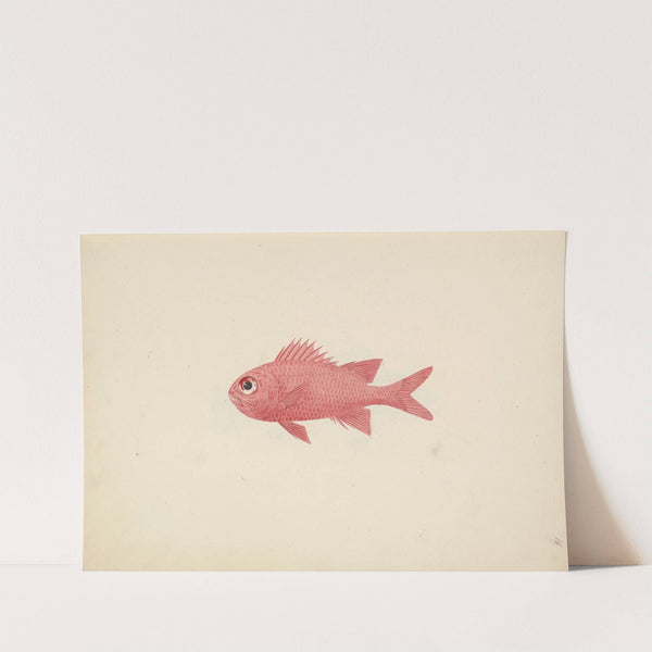 Unidentified Fish by Luigi Balugani