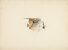 Unidentified Fish
