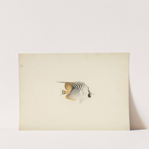 Unidentified Fish by Luigi Balugani