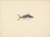 Unidentified Fish