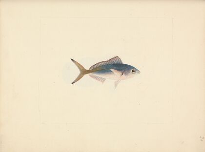 Unidentified Fish
