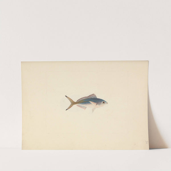 Unidentified Fish by Luigi Balugani