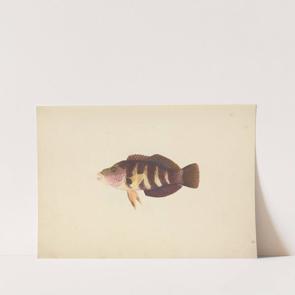 Unidentified Fish by Luigi Balugani