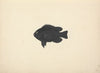 Unidentified Fish