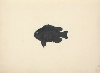 Unidentified Fish