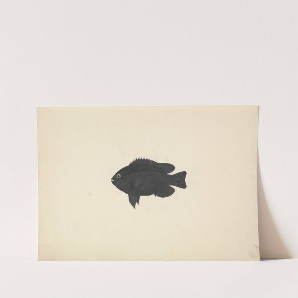 Unidentified Fish by Luigi Balugani