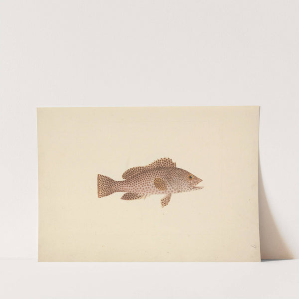 Unidentified Fish by Luigi Balugani