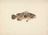 Unidentified Fish