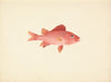Unidentified Fish